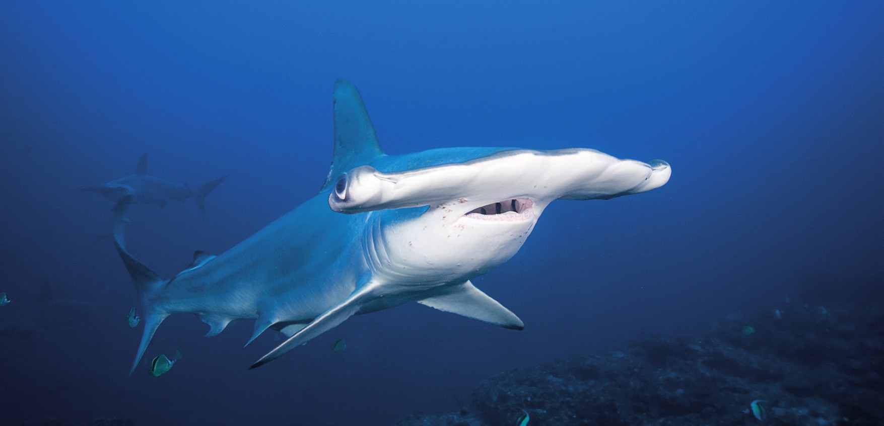 Photograph of the Scalloped Hammerhead