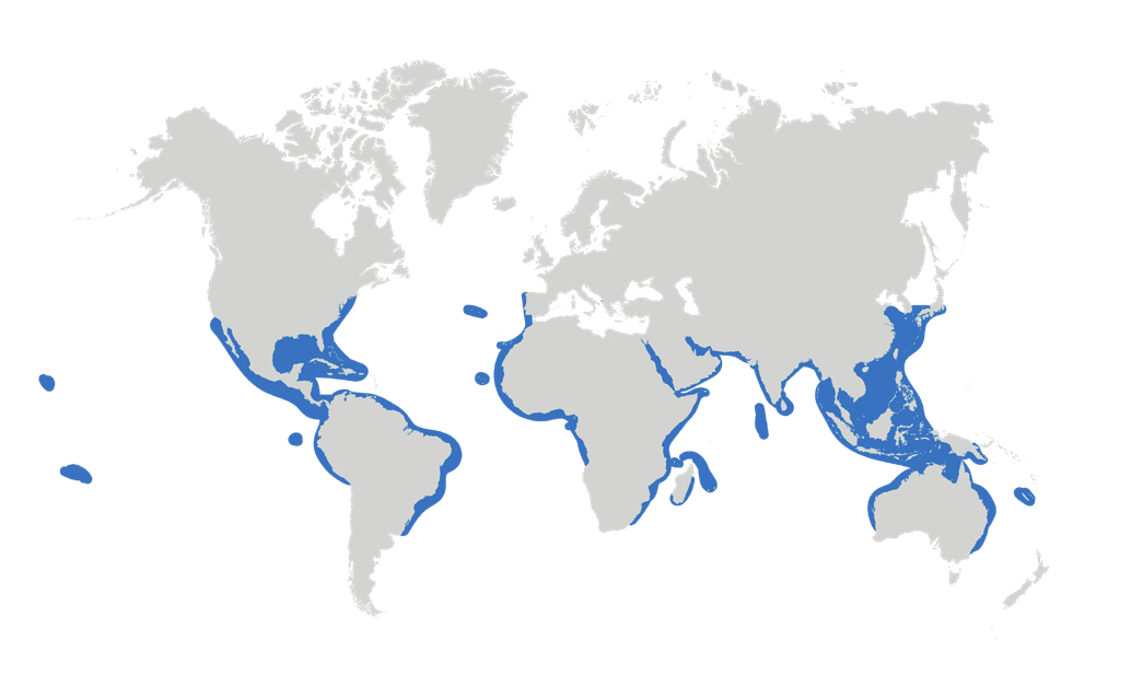 Map of the known distribution of the Scalloped Hammerhead