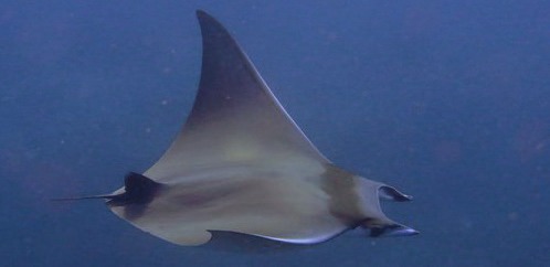 Photograph of the Shortfin Devil Ray