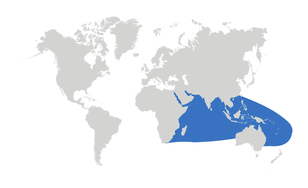 Map of the known distribution of the Shortfin Devil Ray