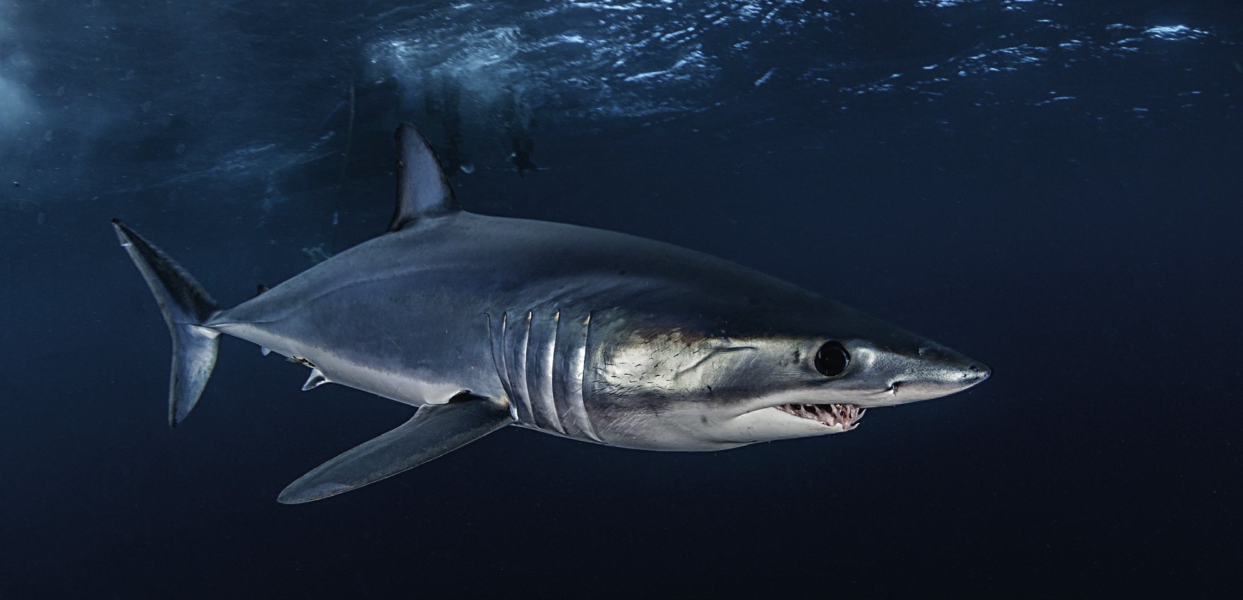 Photograph of the Shortfin Mako Shark