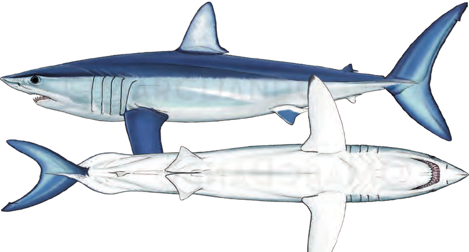 Illustration of the Shortfin Mako Shark