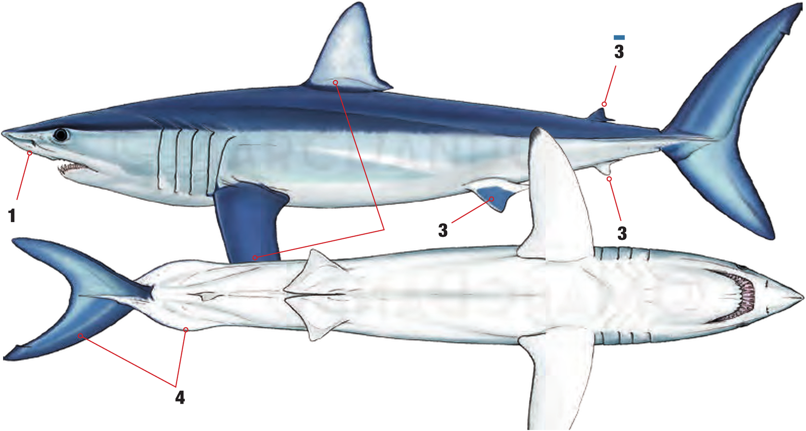 Illustration of the Shortfin Mako Shark with numbered arrows marking each identifying feature