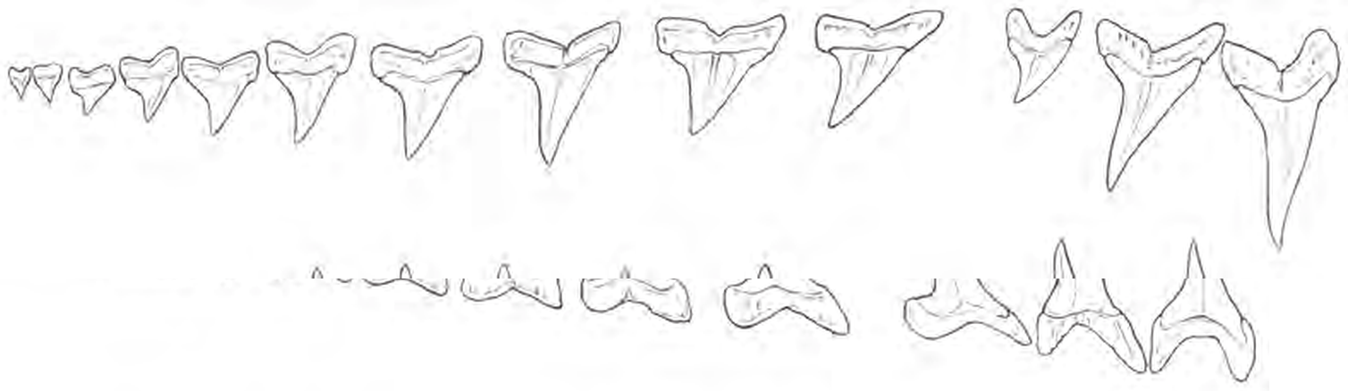 Line drawings of Shortfin Mako Shark teeth