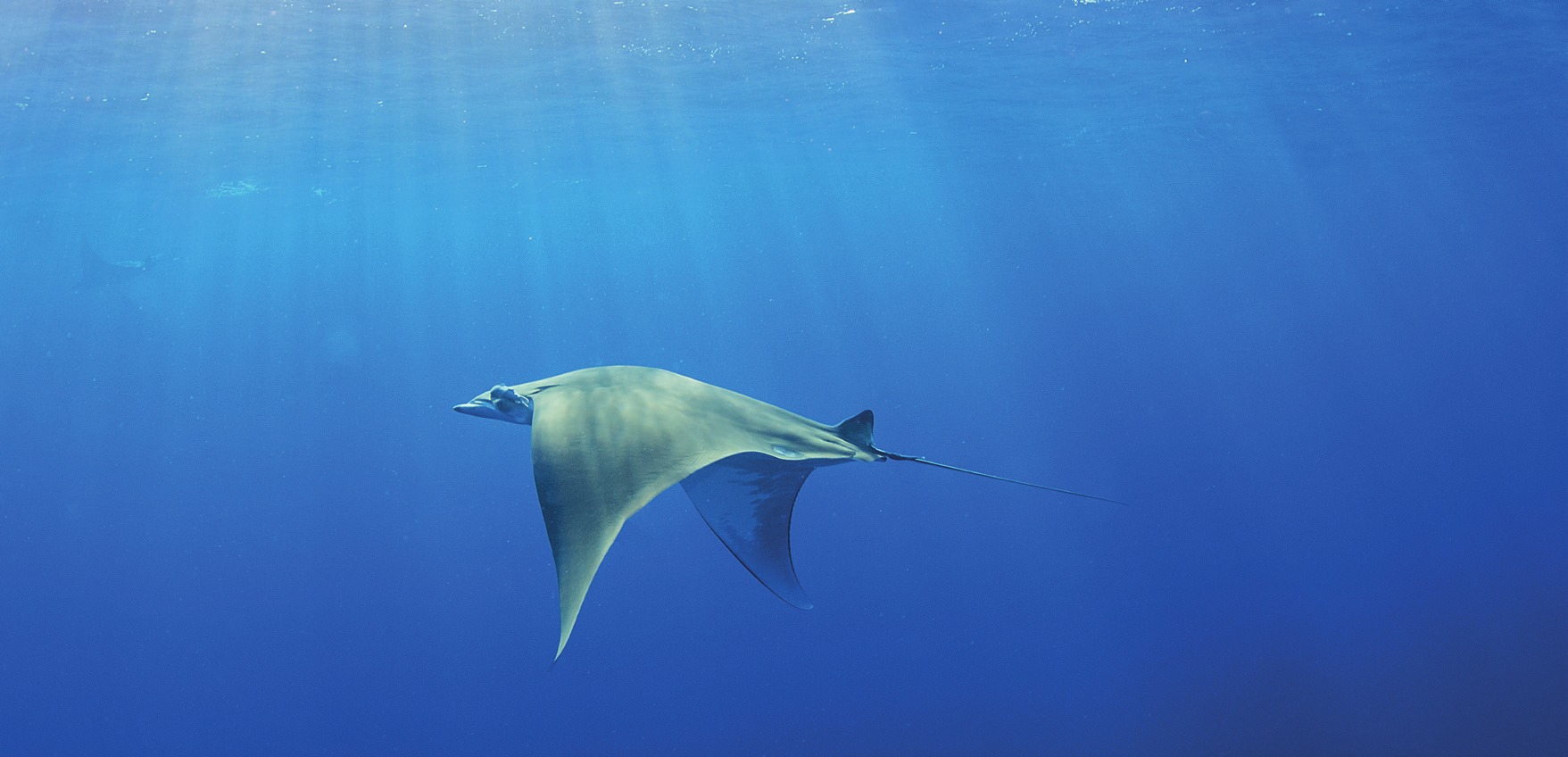 Photograph of the Sicklefin Devil Ray
