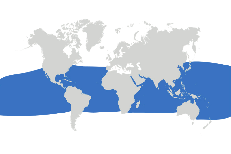 Map of the known distribution of the Sicklefin Devil Ray