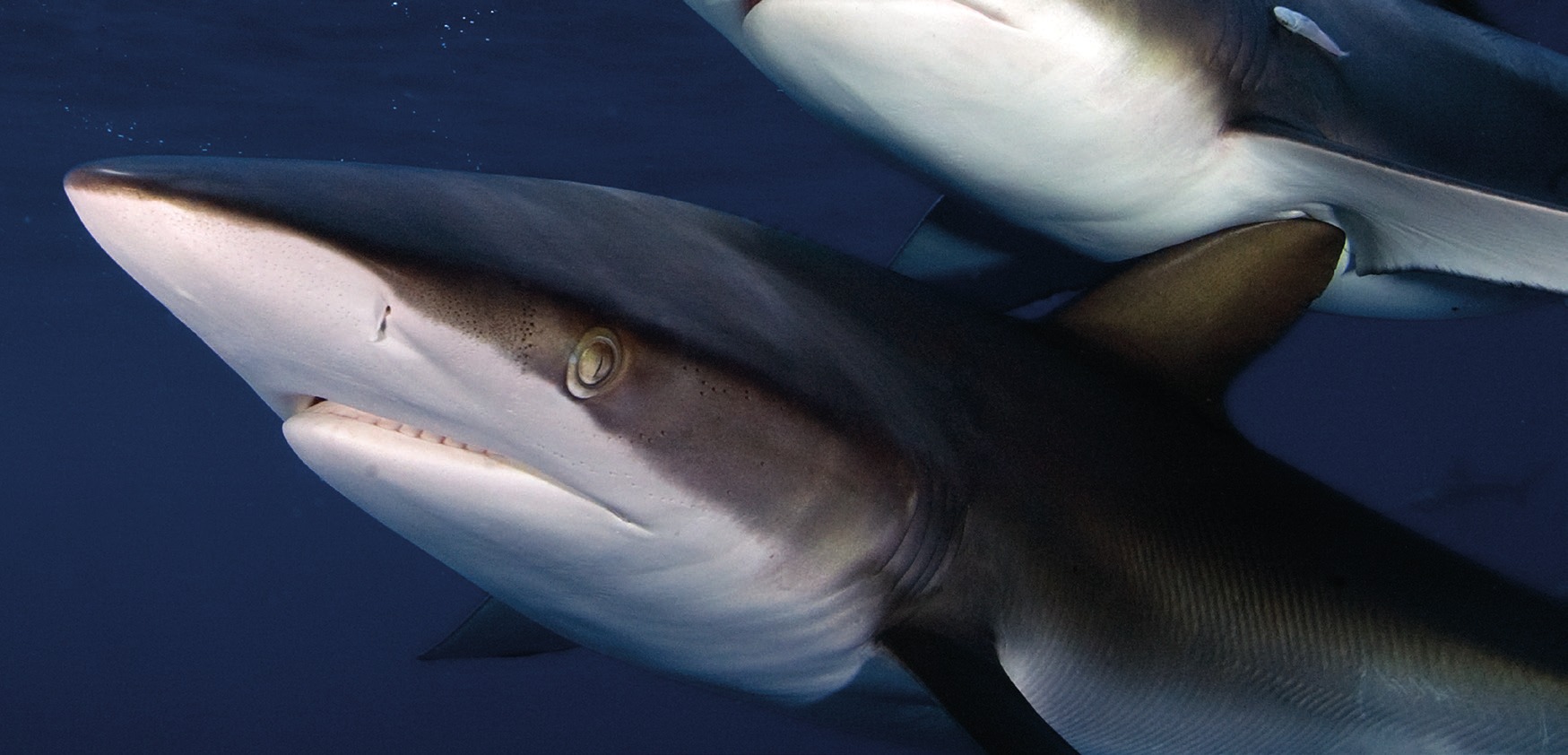 Photograph of the Silky Shark