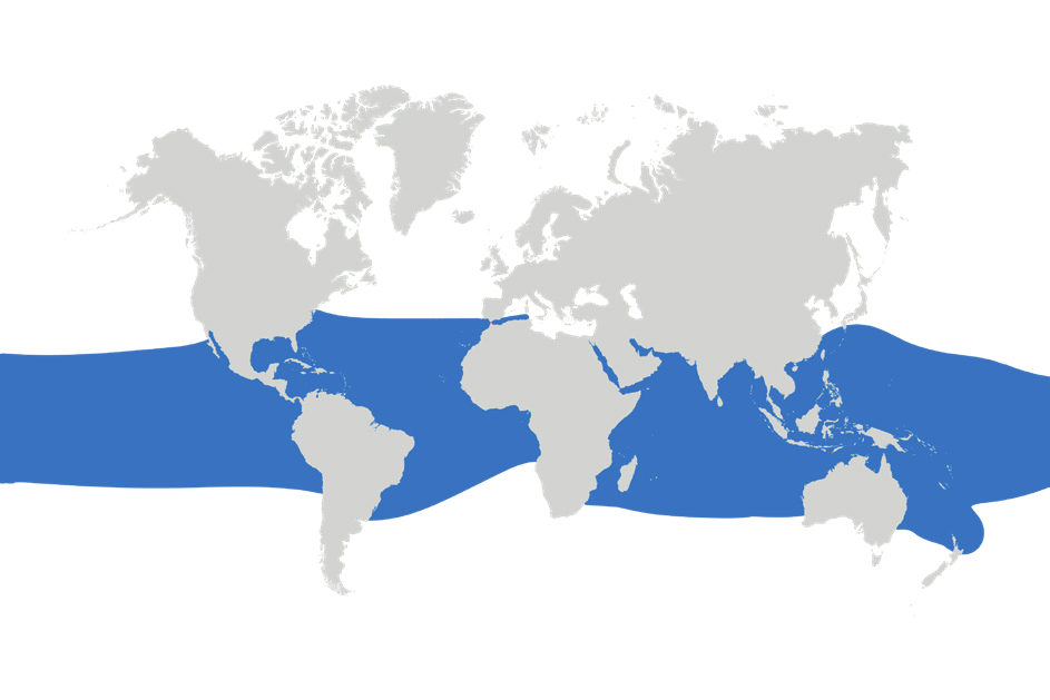 Map of the known distribution of the Silky Shark