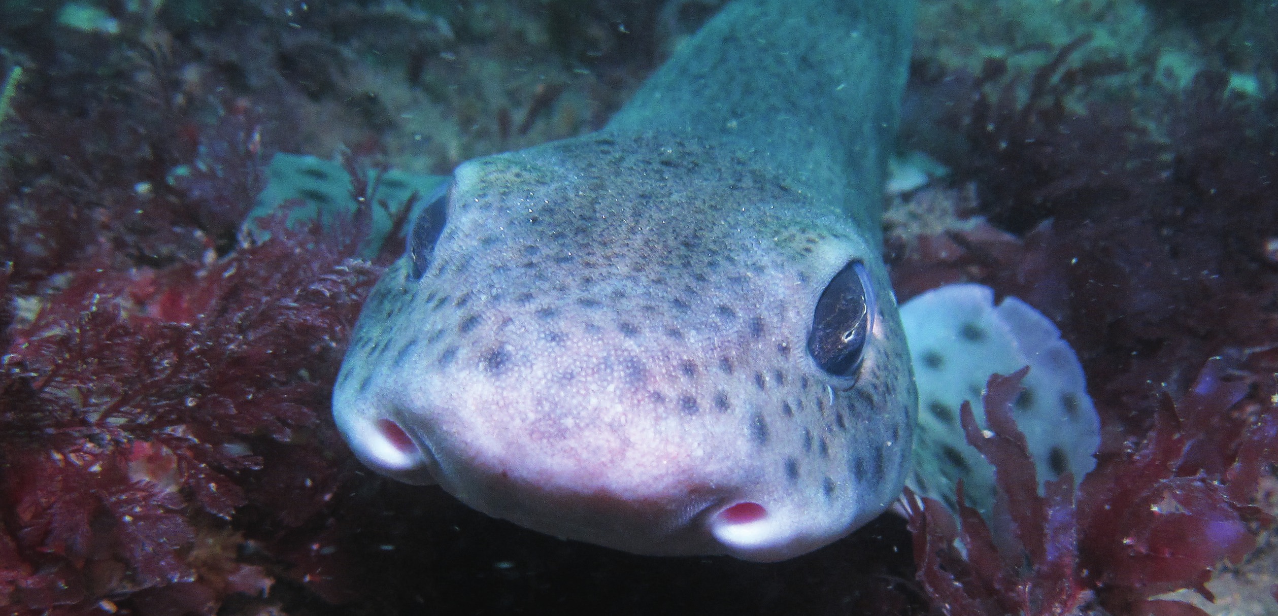 Photograph of the Smallspotted Catshark