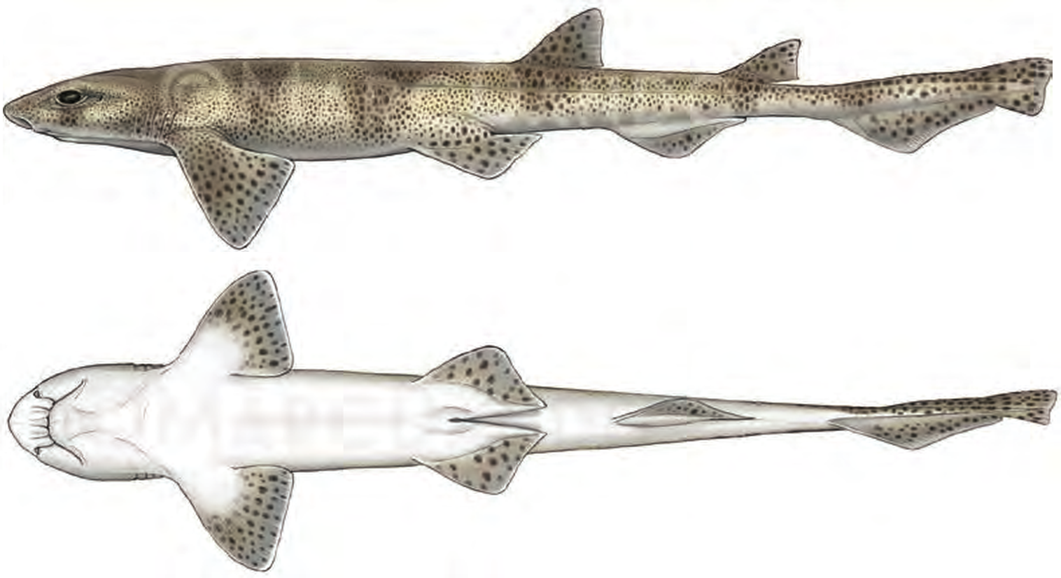 Illustration of the Smallspotted Catshark