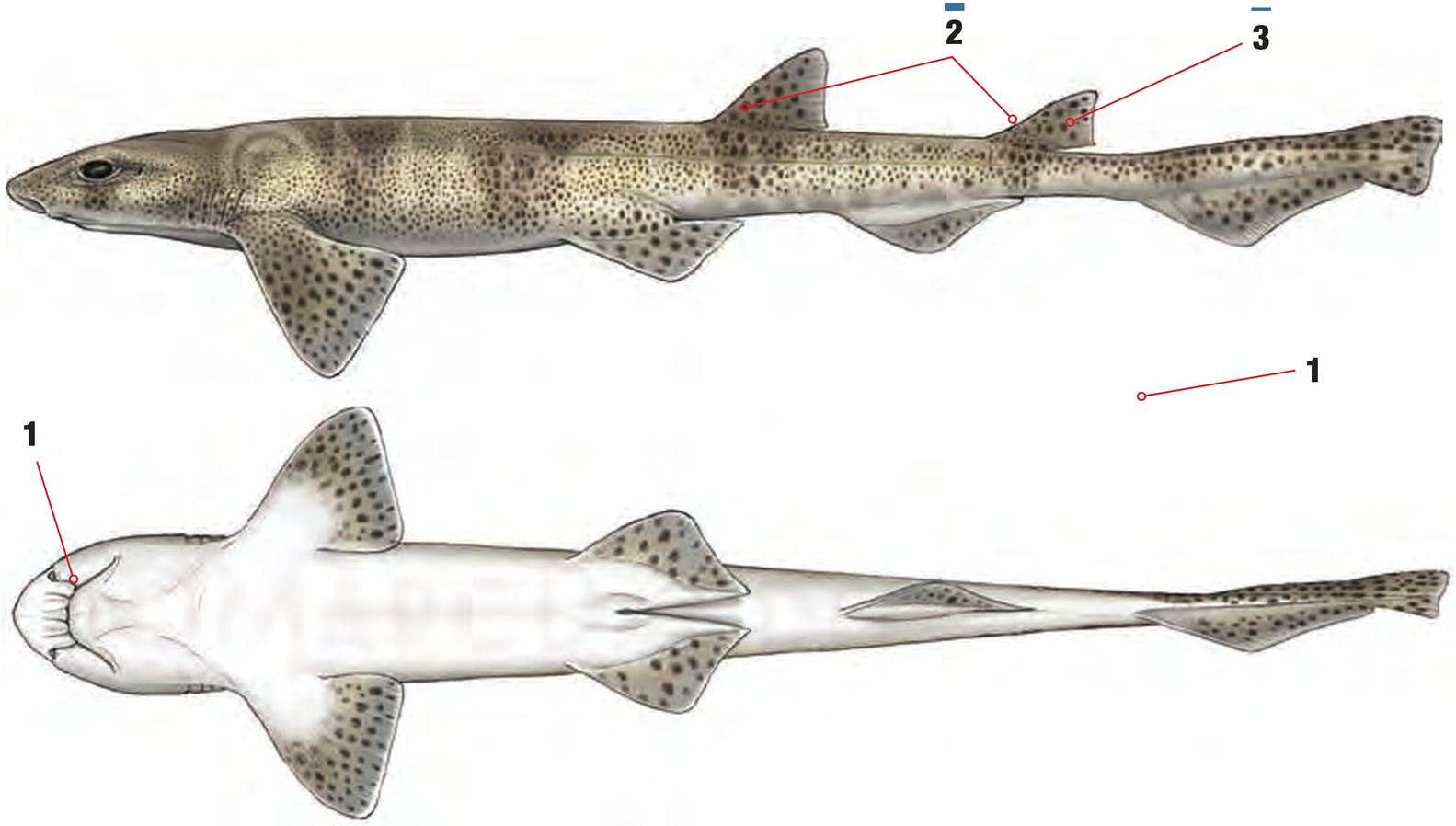 Illustration of the Smallspotted Catshark with numbered arrows marking each identifying feature