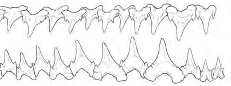 Line drawings of Smallspotted Catshark teeth
