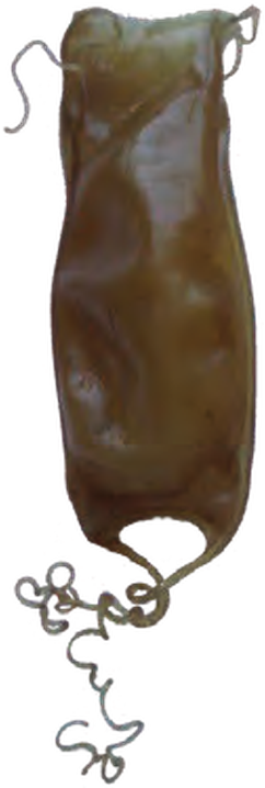 Illustration of the Smallspotted Catshark eggcase