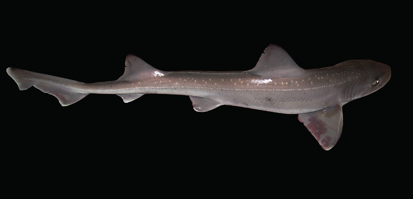 Photograph of the Starry Smoothhound