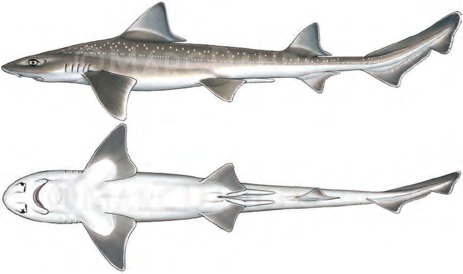 Illustration of the Starry Smoothhound