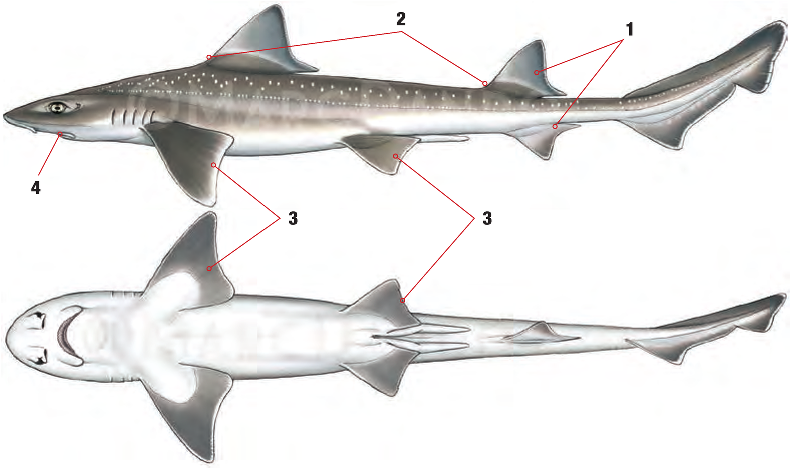 Illustration of the Starry Smoothhound with numbered arrows marking each identifying feature