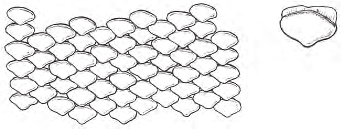 Line drawings of Starry Smoothhound teeth