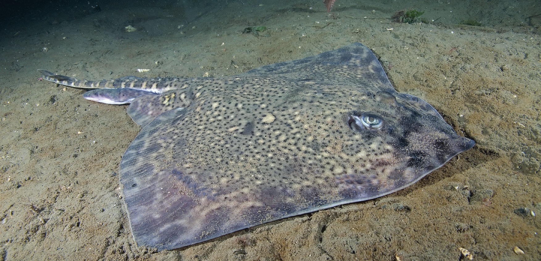 Photograph of the Thornback Ray