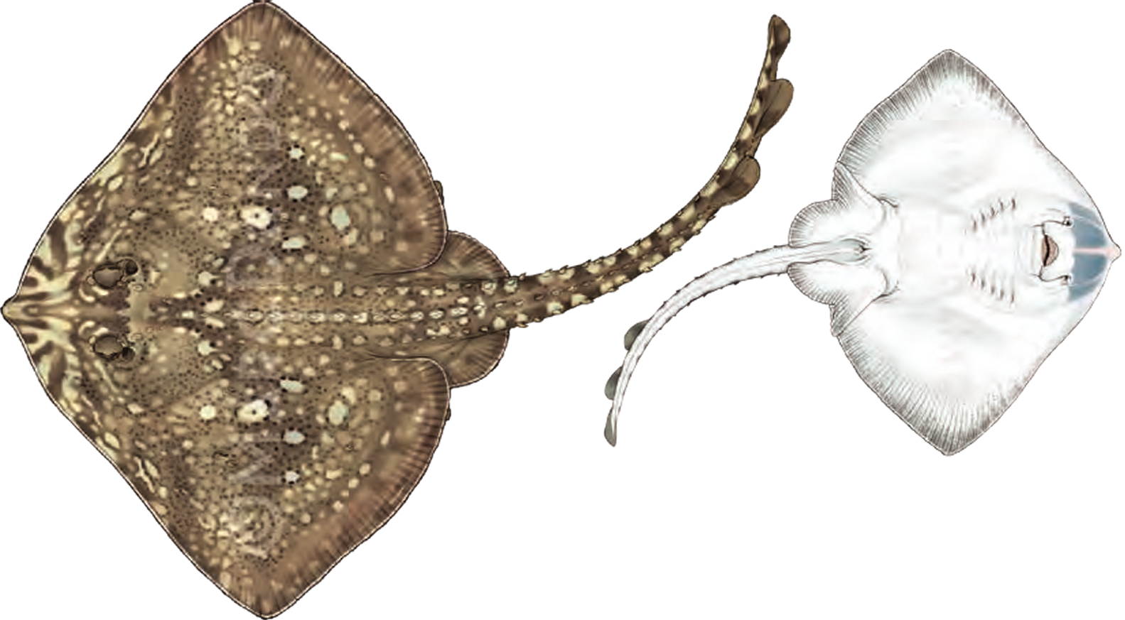 Illustration of the Thornback Ray