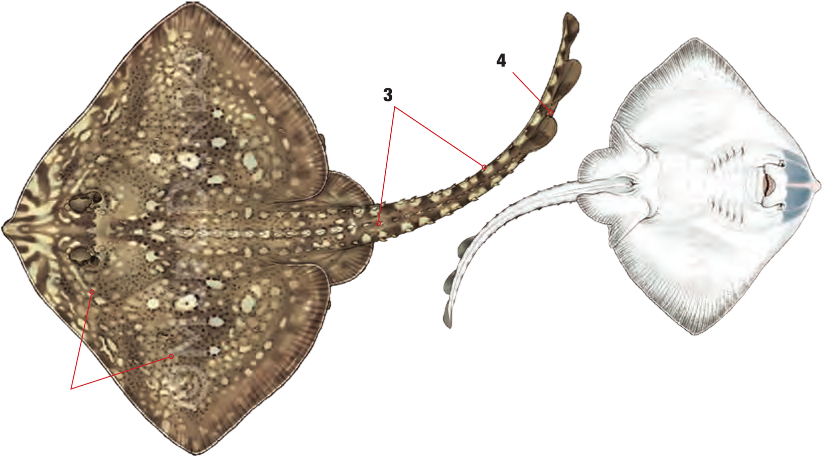 Illustration of the Thornback Ray with numbered arrows marking each identifying feature