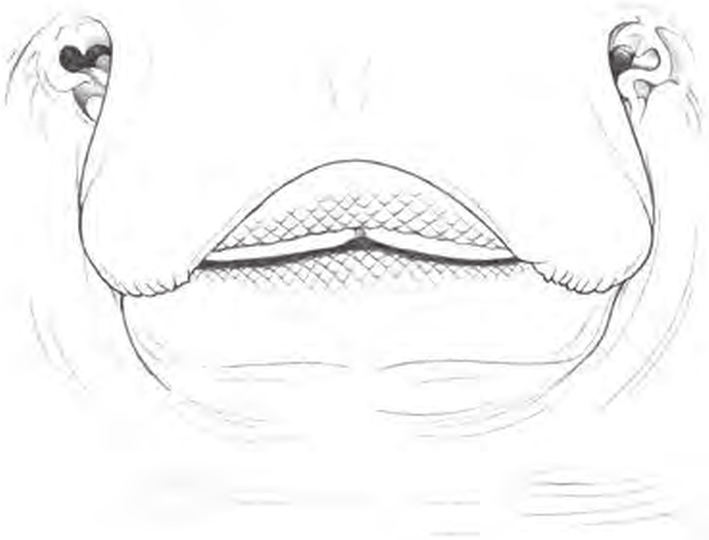 Line drawings of Thornback Ray teeth