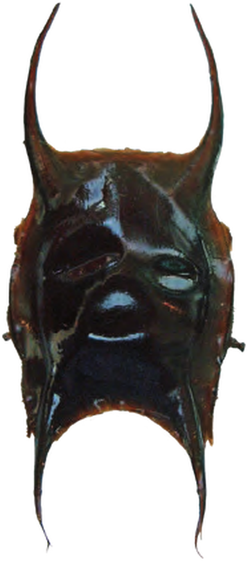 Illustration of the Thornback Ray eggcase