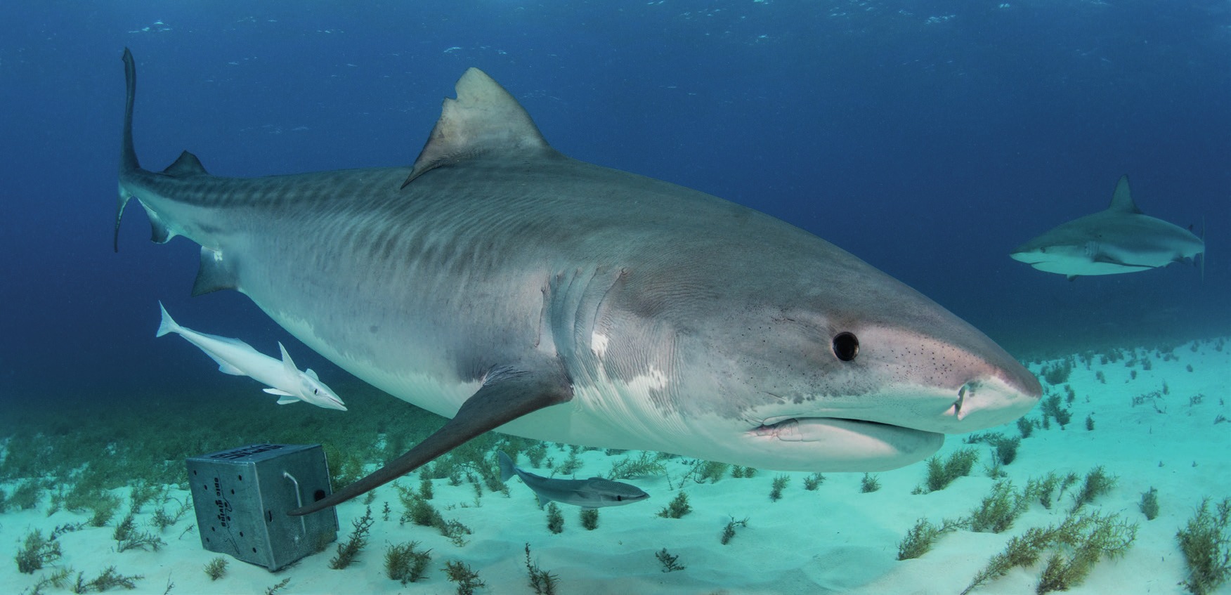 Photograph of the Tiger Shark