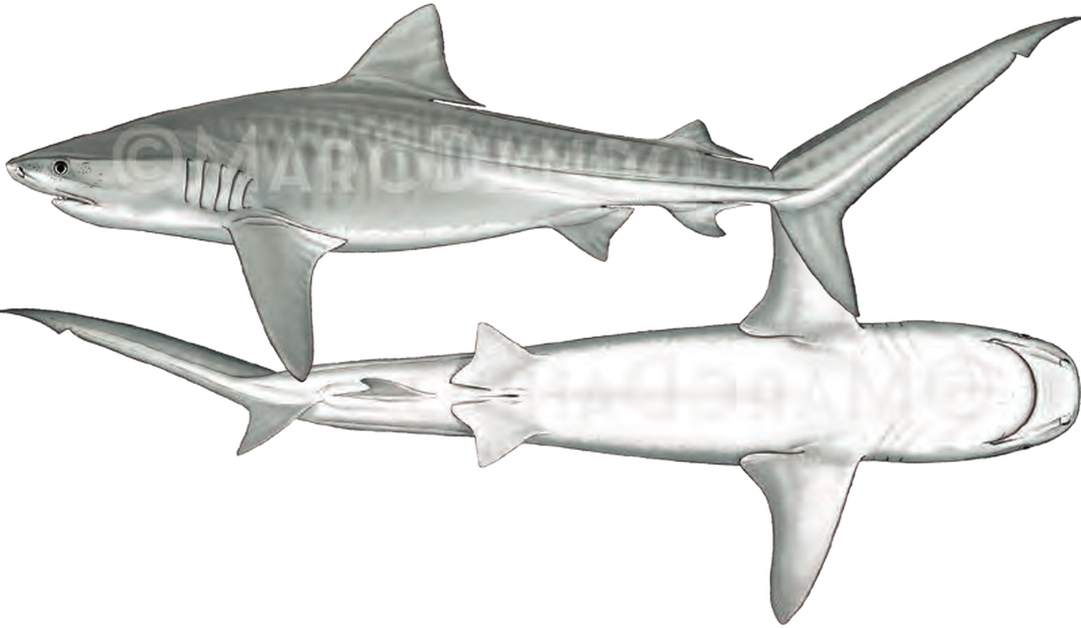 Illustration of the Tiger Shark