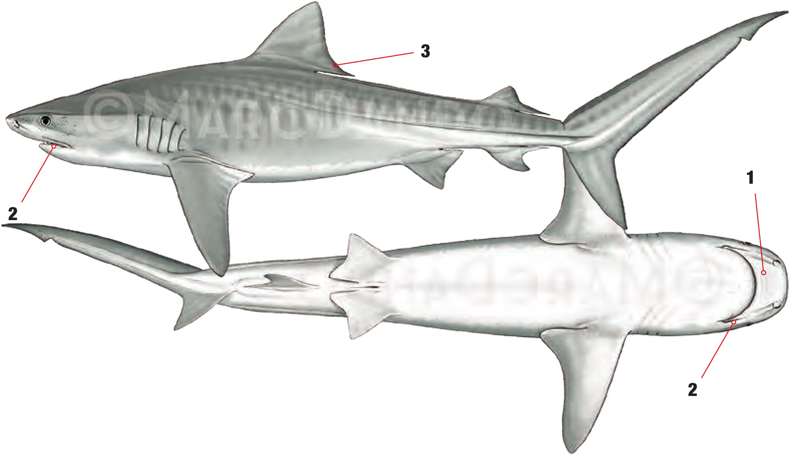 Illustration of the Tiger Shark with numbered arrows marking each identifying feature