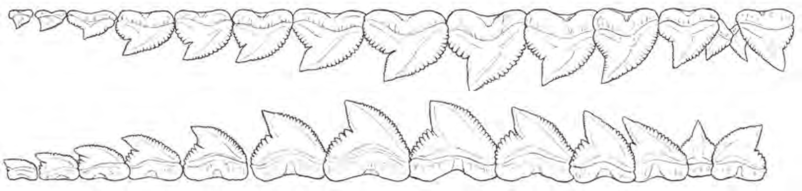 Line drawings of Tiger Shark teeth