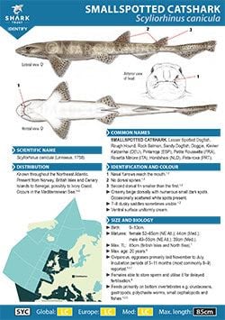 Smallspotted Catshark ID Guide (pdf)