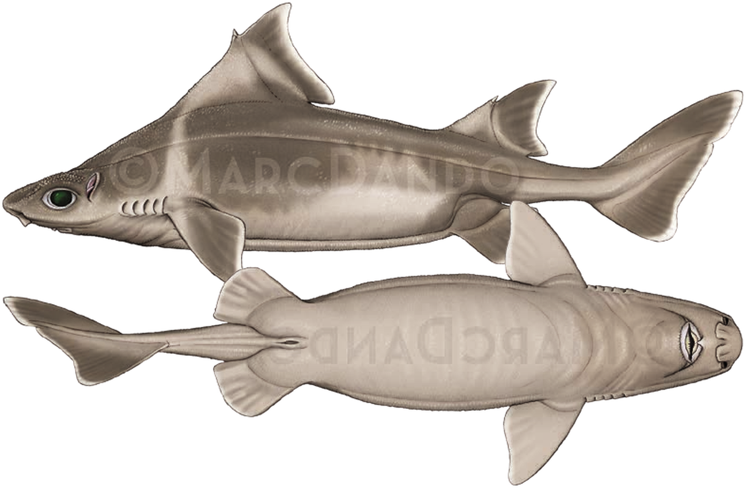 Illustration of the Angular Roughshark