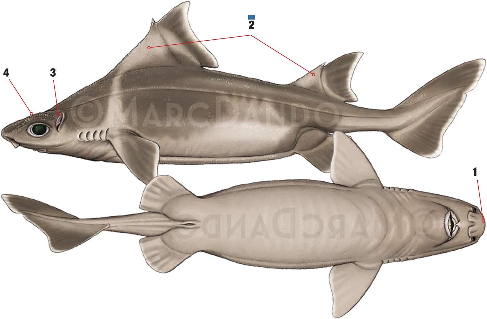 Illustration of the Angular Roughshark with numbered arrows marking each identifying feature