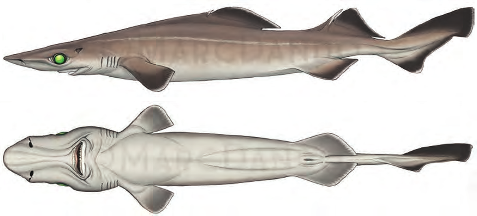 Illustration of the Birdbeak Dogfish