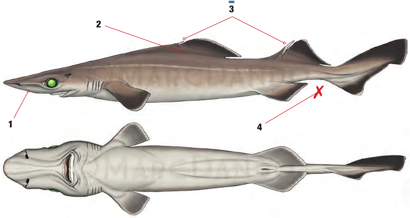 Illustration of the Birdbeak Dogfish with numbered arrows marking each identifying feature