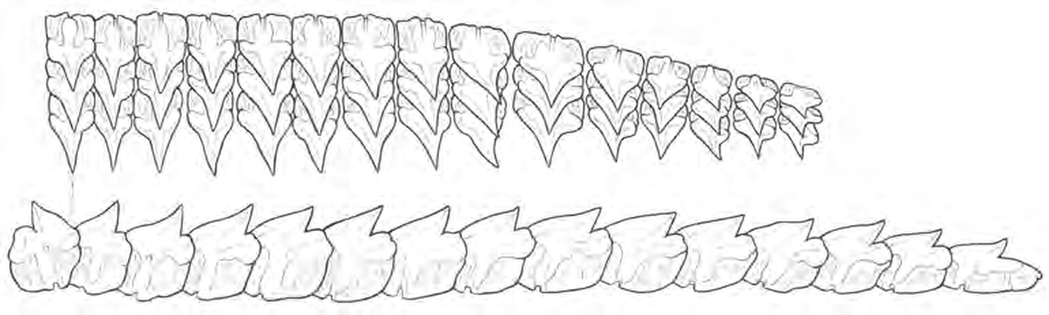 Line drawings of Birdbeak Dogfish teeth