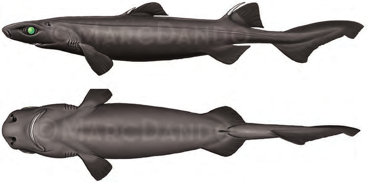 Illustration of the Black Dogfish