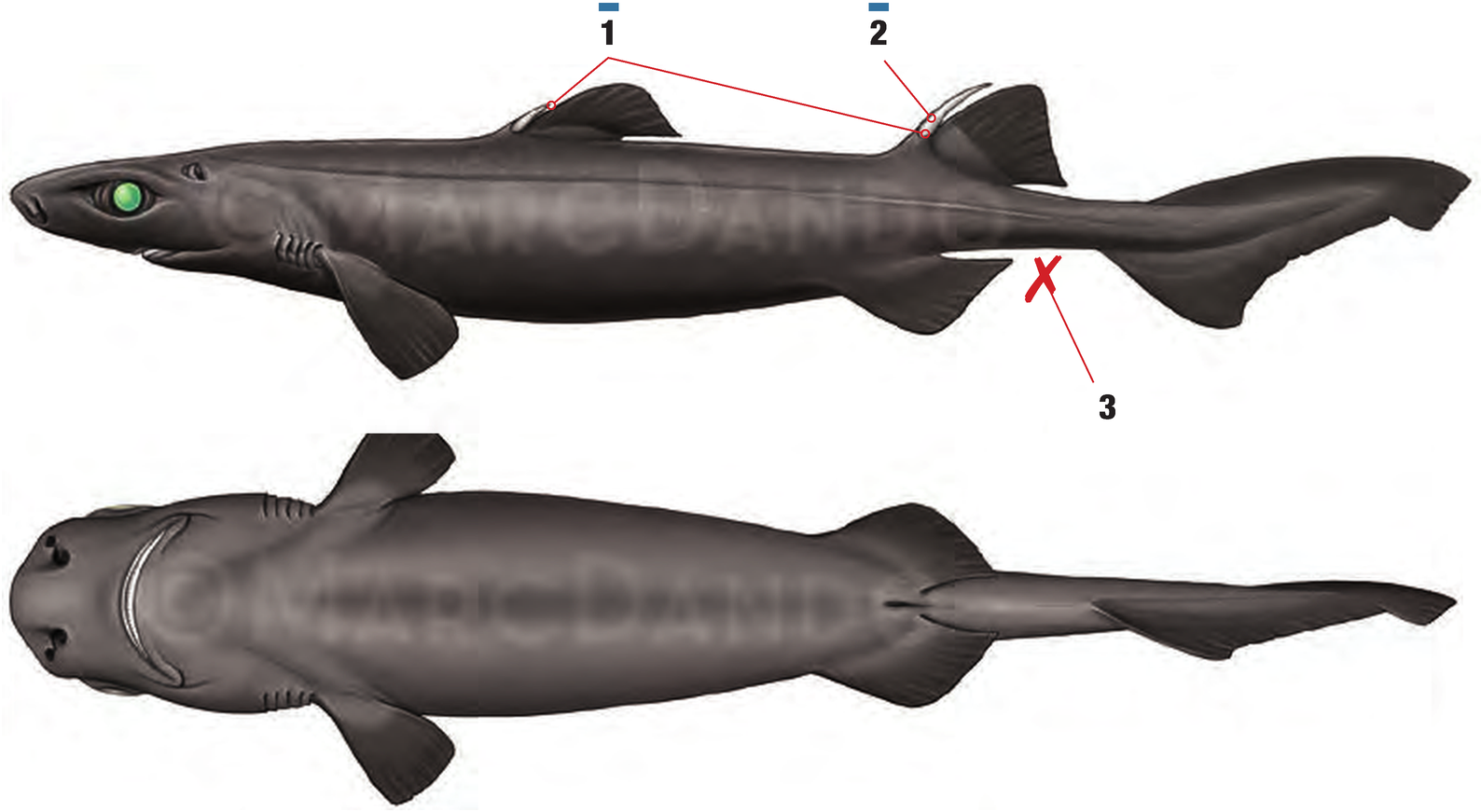 Illustration of the Black Dogfish with numbered arrows marking each identifying feature