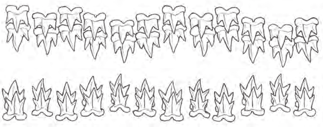 Line drawings of Black Dogfish teeth