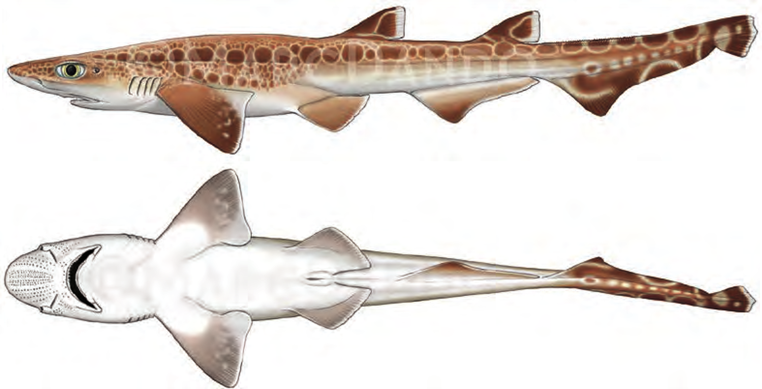 Illustration of the Blackmouth Catshark