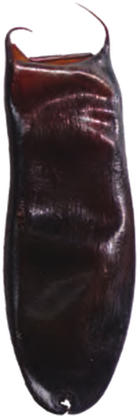 Illustration of the Blackmouth Catshark eggcase