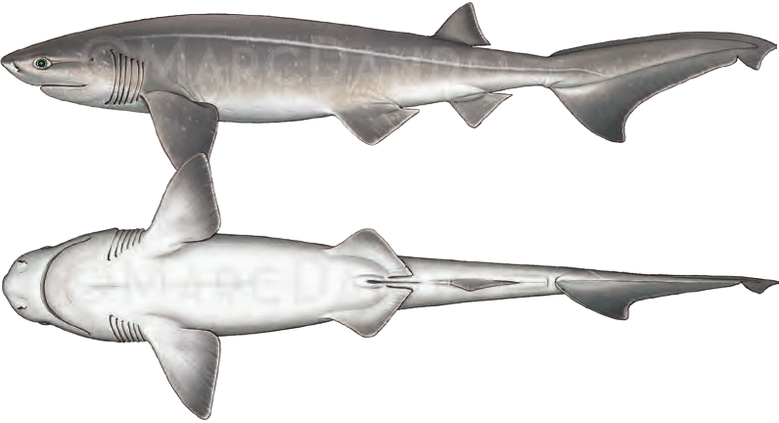 Illustration of the Bluntnose Sixgill Shark