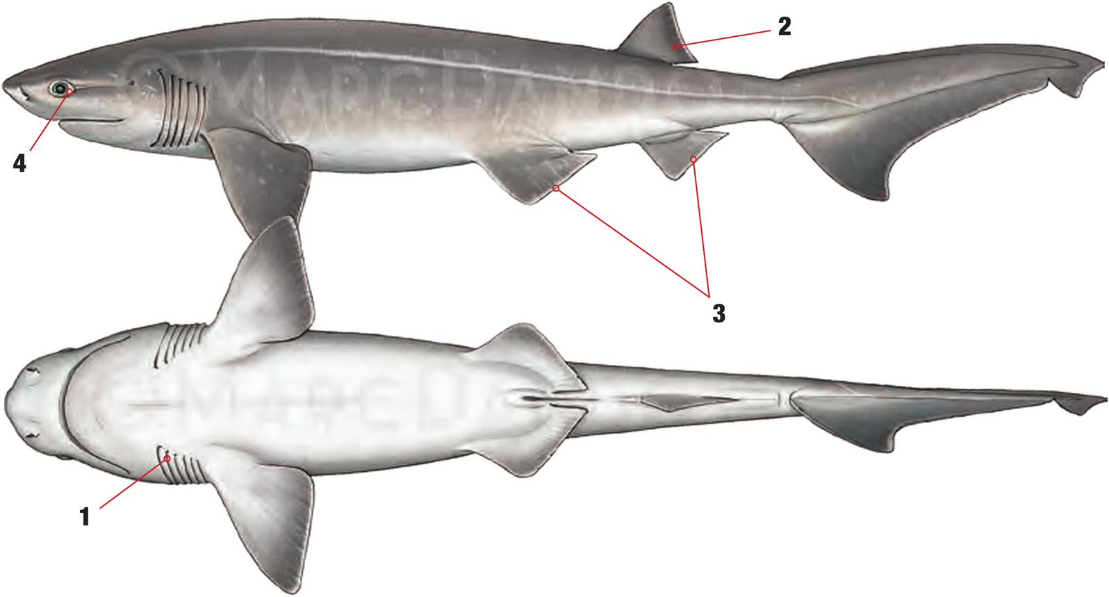 Illustration of the Bluntnose Sixgill Shark with numbered arrows marking each identifying feature