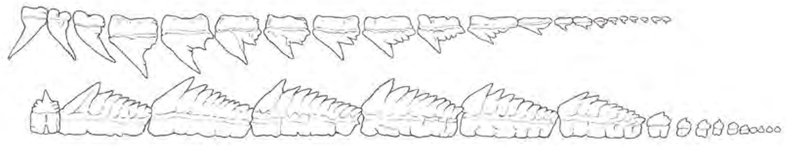 Line drawings of Bluntnose Sixgill Shark teeth