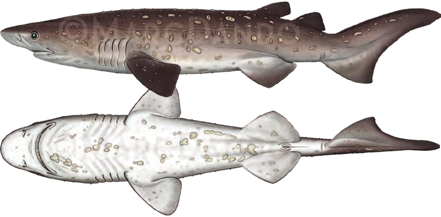 Illustration of the Bramble Shark