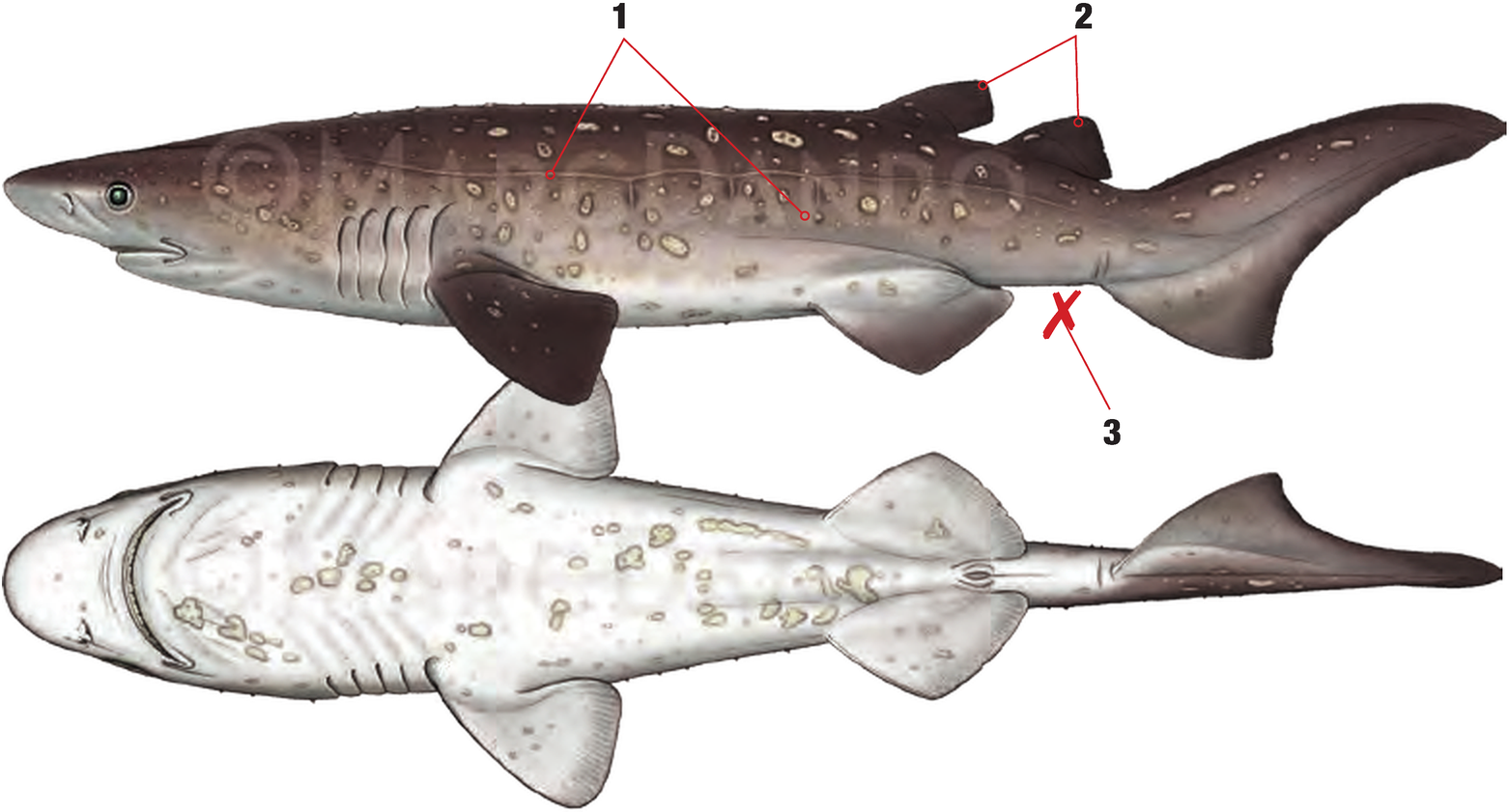 Illustration of the Bramble Shark with numbered arrows marking each identifying feature