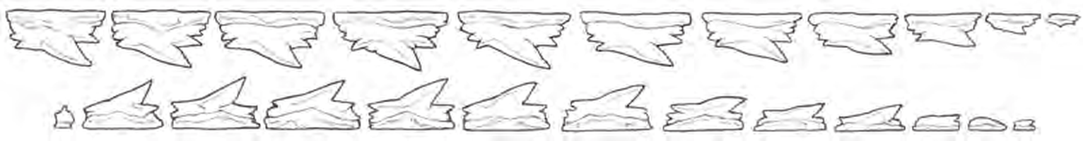 Line drawings of Bramble Shark teeth