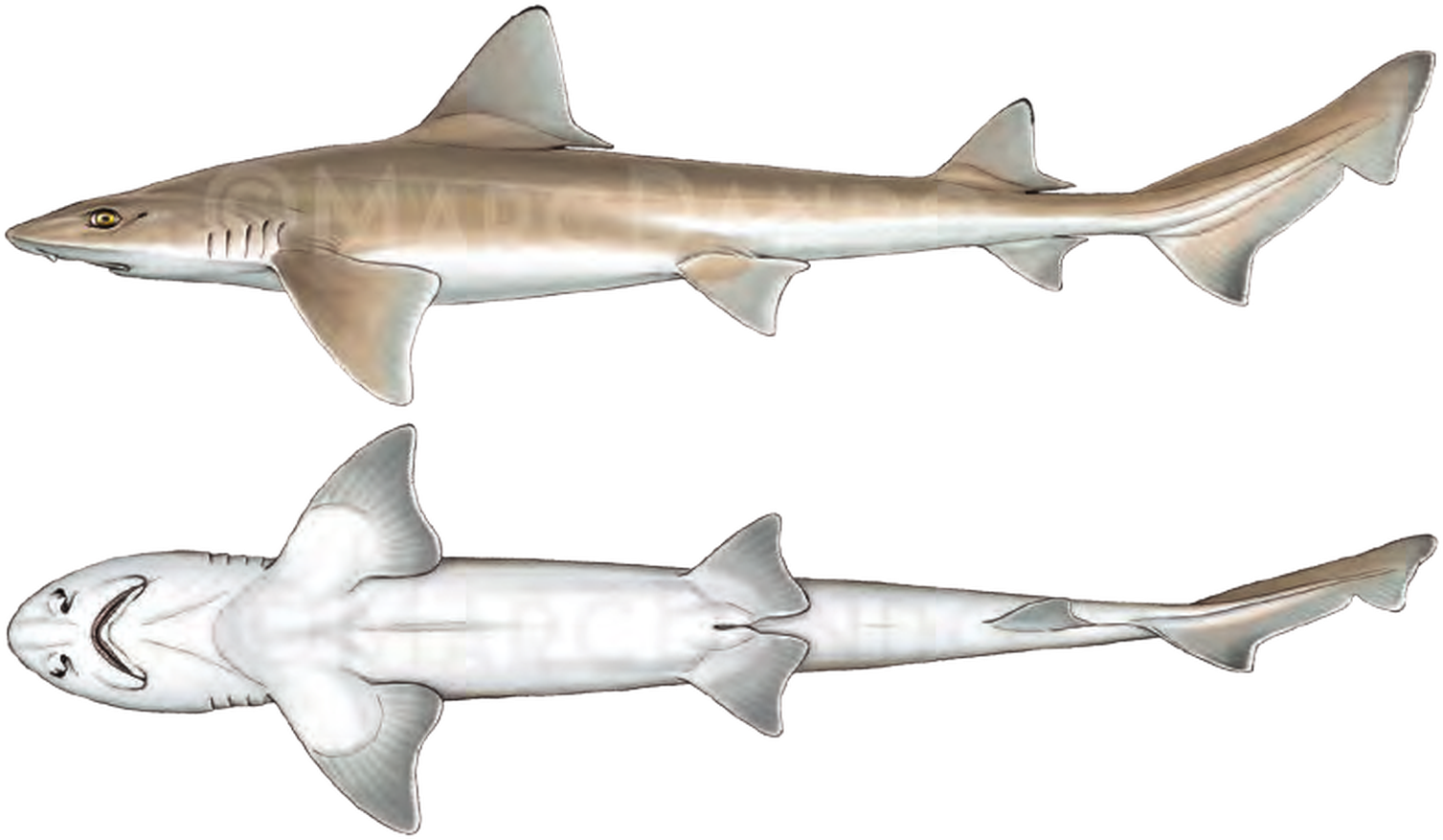 Illustration of the Common Smoothhound