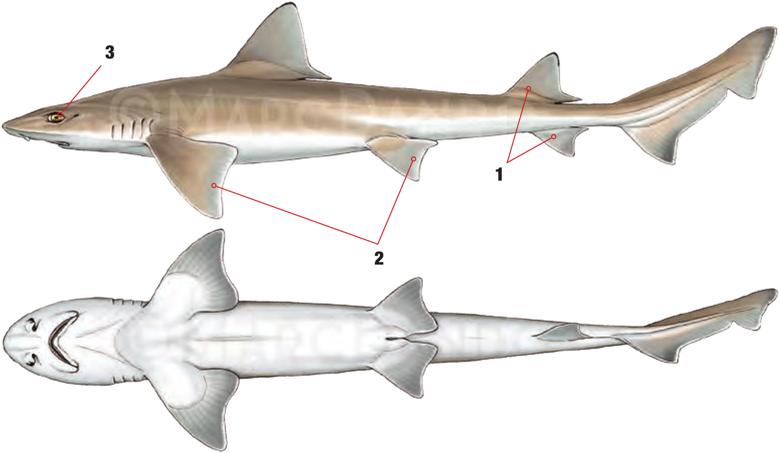 Illustration of the Common Smoothhound with numbered arrows marking each identifying feature