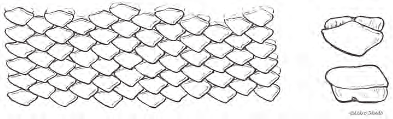 Line drawings of Common Smoothhound teeth
